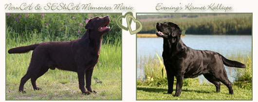 copyright &copy; Johanna Alasuutari