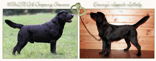 copyright &copy; Johanna Alasuutari