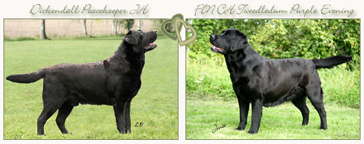 copyright &copy; Johanna Alasuutari