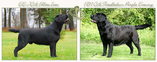 copyright &copy; Johanna Alasuutari