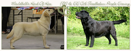 copyright &copy; Johanna Alasuutari