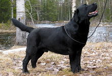 photo � Kennel Mallorn's 