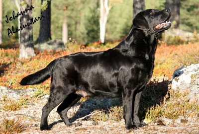 kuva © Johanna Alasuutari