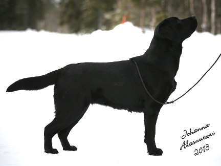 kuva © Johanna Alasuutari