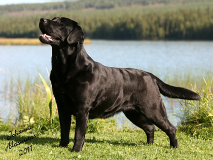 kuva  Johanna Alasuutari