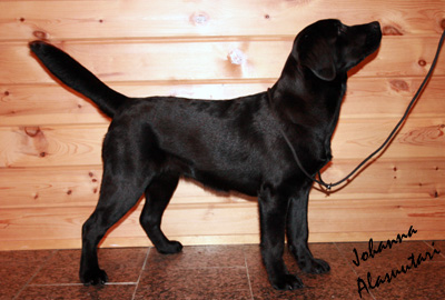 kuva  Johanna Alasuutari