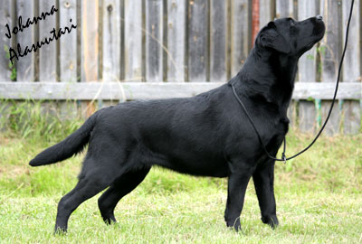 kuva  Johanna Alasuutari